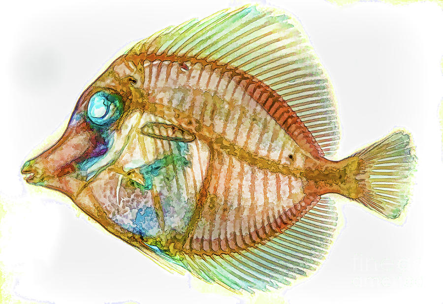 Yellow Tang Stained Specimen D A Photograph
