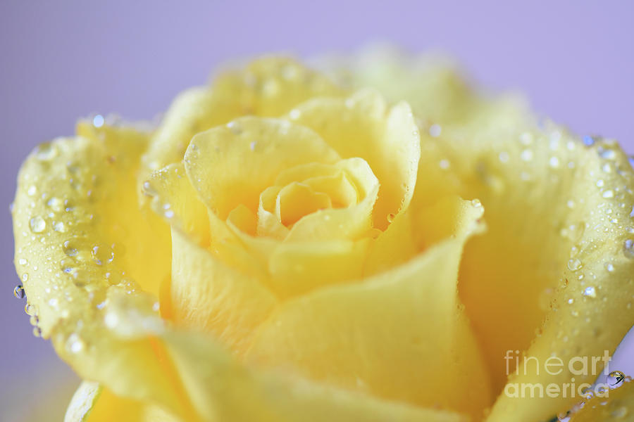 Yellow Tea Rose with Water Droplets Photograph by Yvonne Johnstone