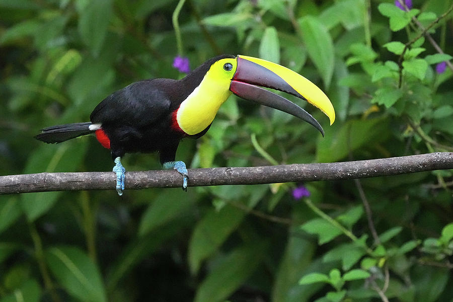 Yellow-throated Toucan Photograph by Alan Lenk - Fine Art America