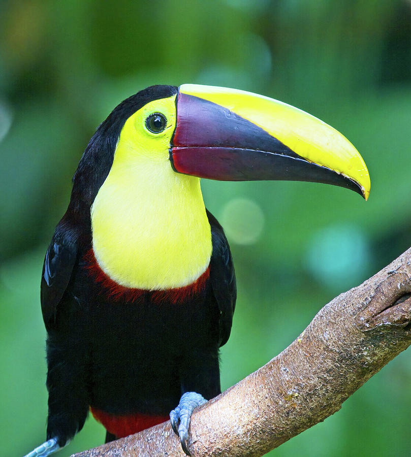 Yellow-throated Toucan Ramphastos ambiguus Costa Rica Photograph by Tony Mills