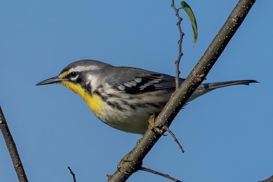 Yellow-throated Warbler Photograph by Bradford Martin