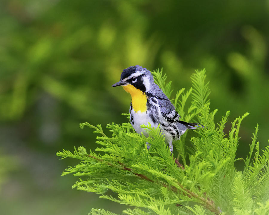 Yellow throated Warbler Photograph by Jim E Johnson
