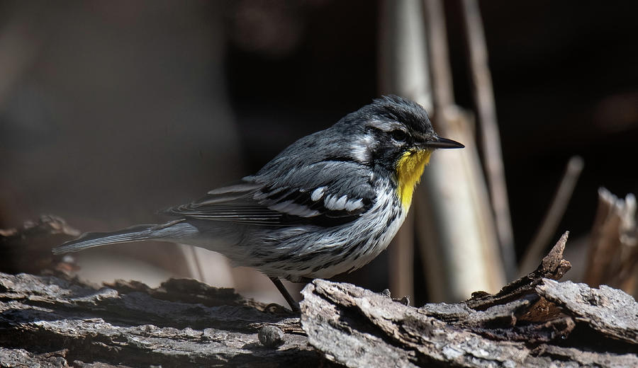 Warbler Photograph - Yellow-throated Warbler by Judd Nathan