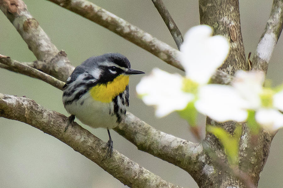 Yellow-throated Warbler with Dogwood Photograph by Cascade Colors
