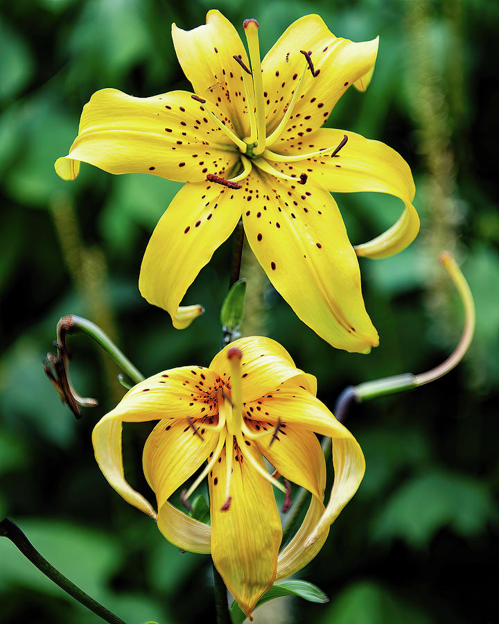 Yellow tiger lilies 01 Photograph by Flees Photos
