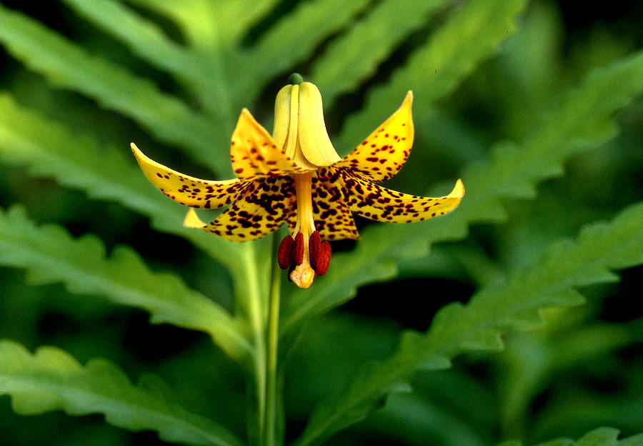 Lily Photograph - Yellow Tiger Lily and Fern by Tony Ramos