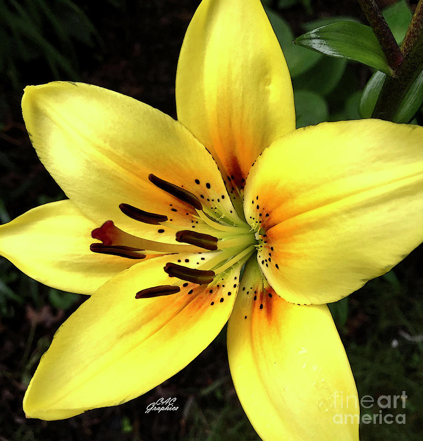 Yellow Tiger Lily Painting by CAC Graphics