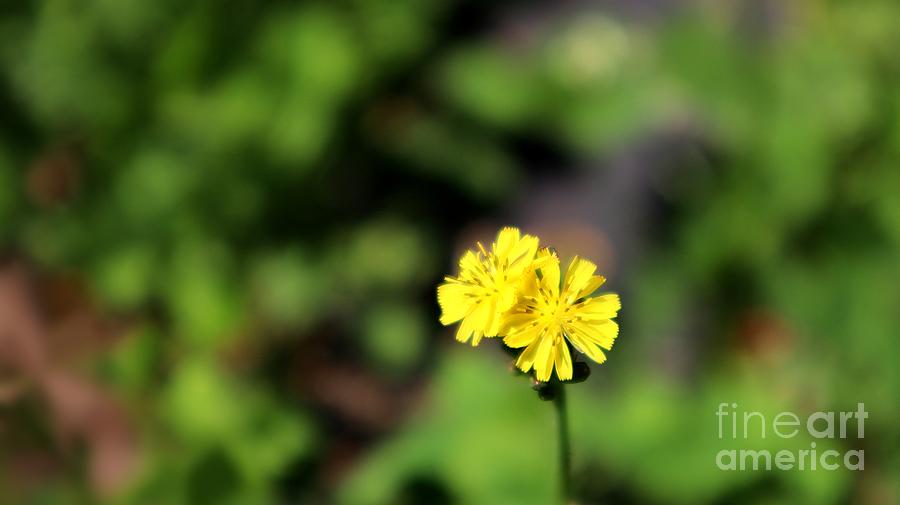 The Radiance Of A Tiny Wildflower Photograph
