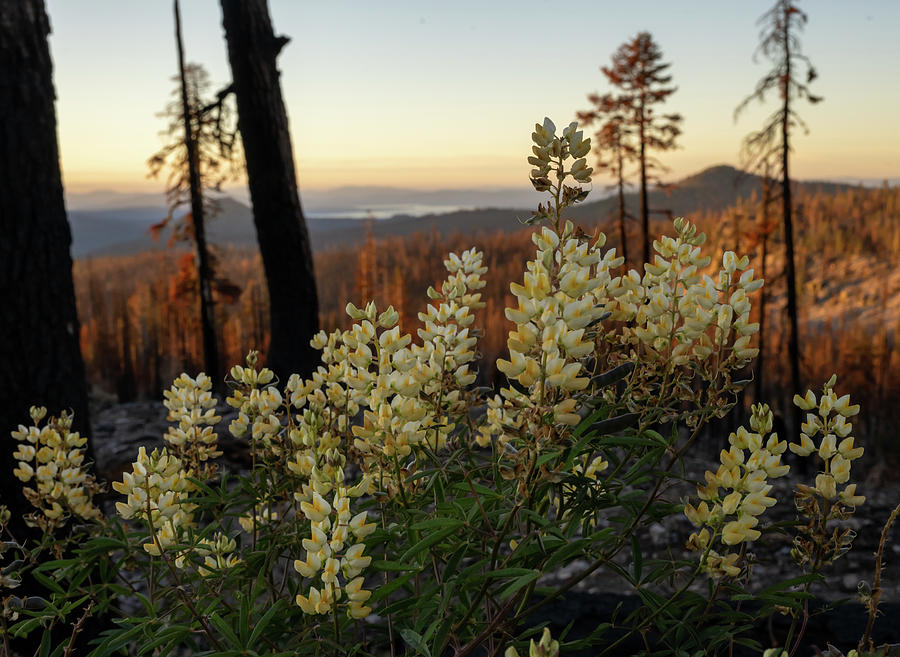 Yellow Tipped Lupine Grow on Mountainside Overlooking Burned Are Photograph by Kelly VanDellen