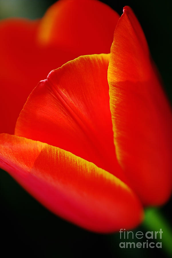 Yellow Tipped Red Tulip Photograph by Joy Watson