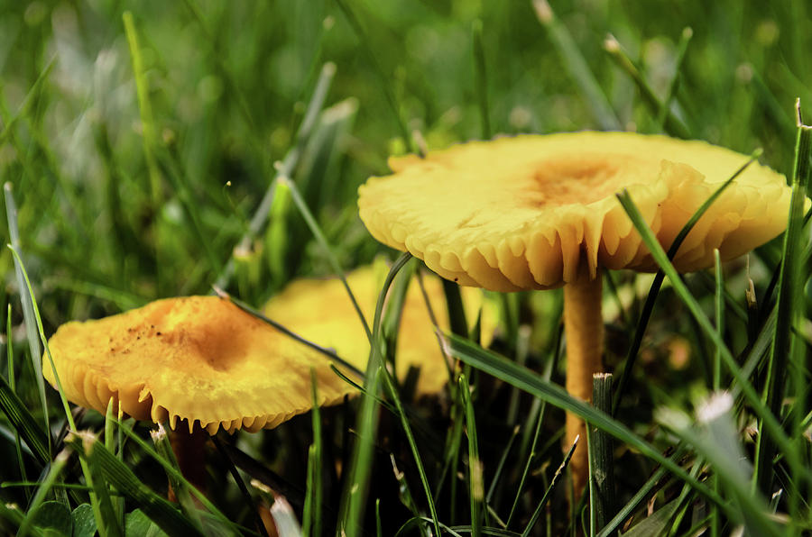 Yellow Toadstools Photograph by Pam Manning