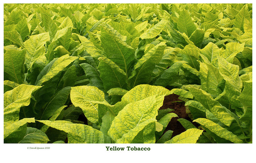 Yellow Tobacco Photograph by David Speace