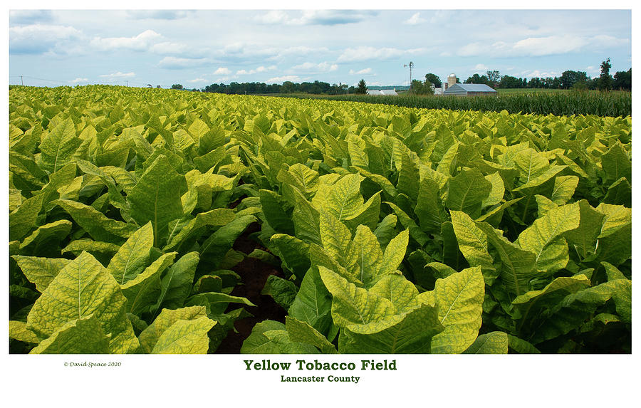 Yellow Tobacco Field Photograph by David Speace