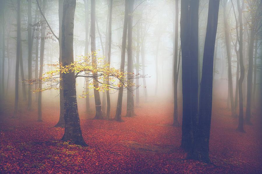Yellow tree in foggy forest Photograph by Toma Bonciu