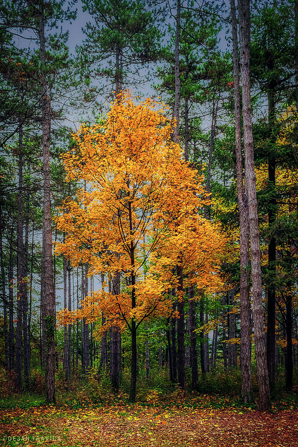 Yellow tree in the forest Photograph by Dejan Travica Yellow tree in the forest Photograph by Dejan Travica