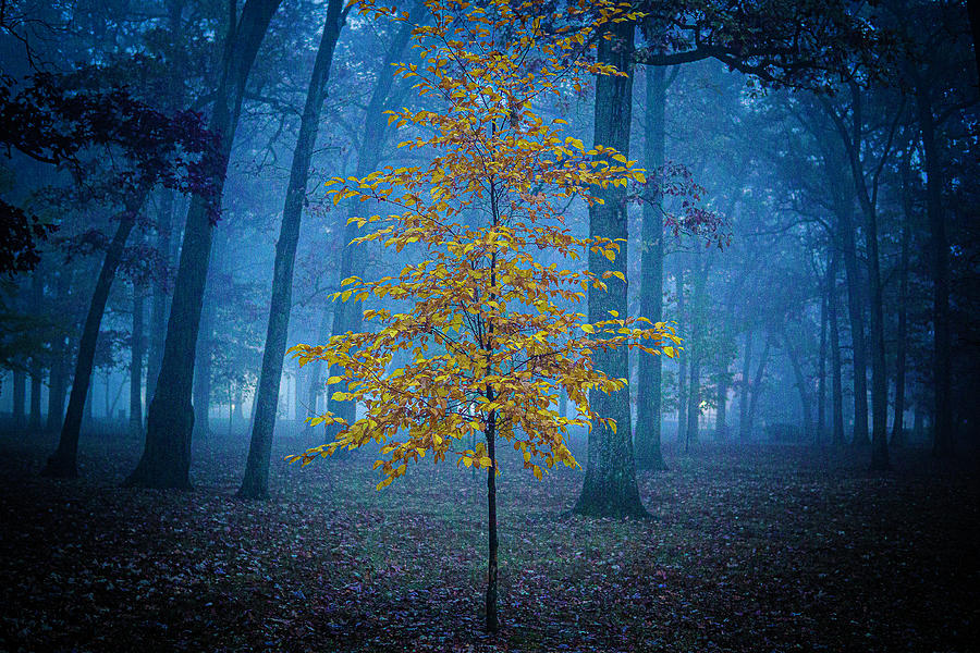 Yellow Tree on a Foggy Night - Zion, Illinois Photograph by David Morehead