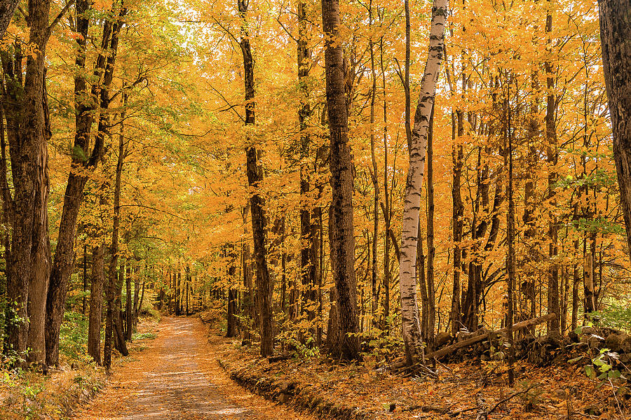 Yellow Tree Road Photograph by Tim Kirchoff