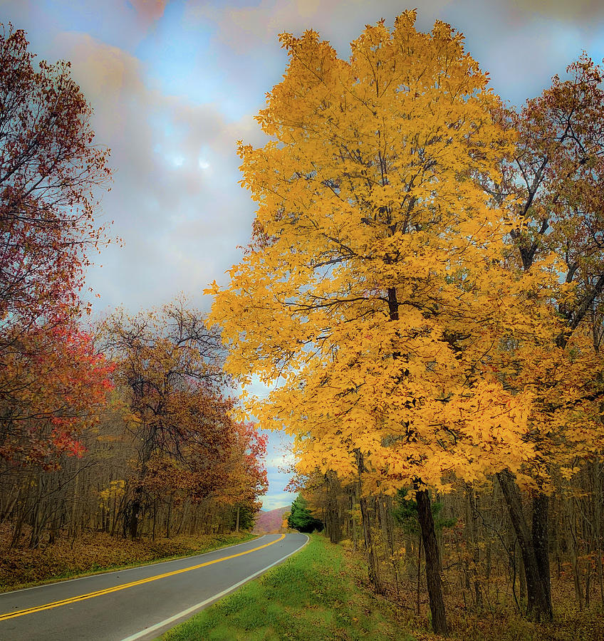 Yellow Tree, Rural Road Photograph by Lora J Wilson