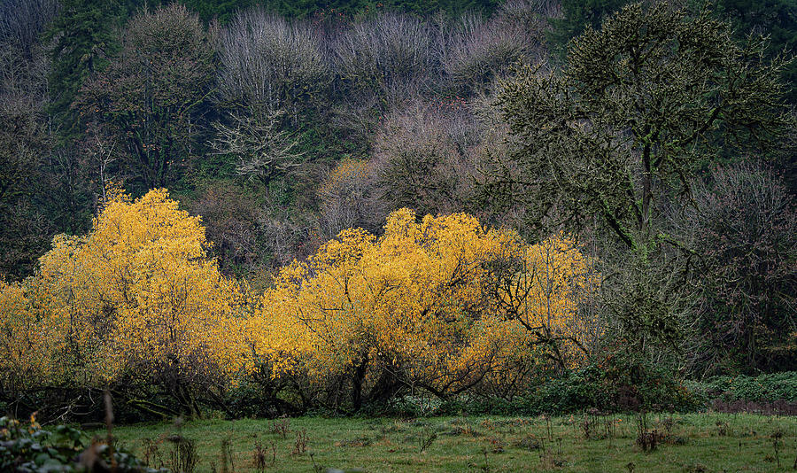Yellow Trees Photograph by Bill Posner