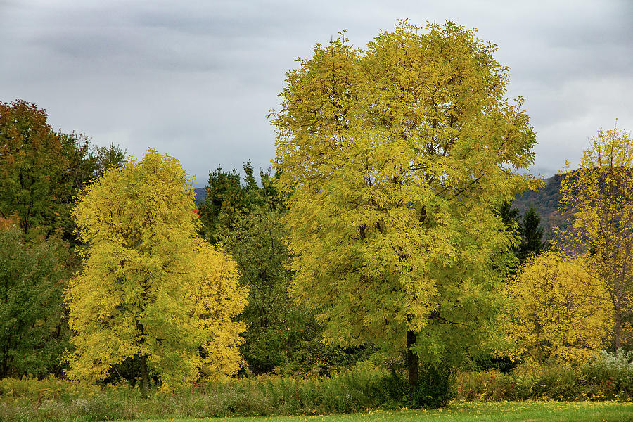 Yellow Trees Photograph by Denise Kopko