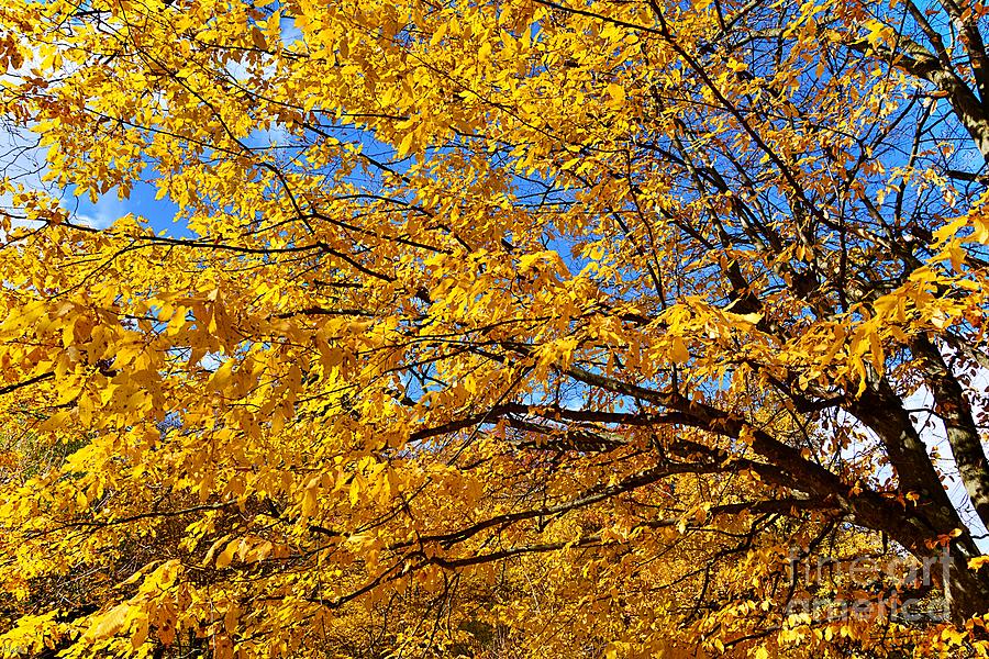 Yellow Trees in Autumn Photograph by Ramona Matei