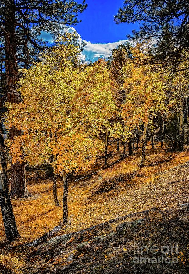 Yellow Trees Photograph by Jon Burch Photography