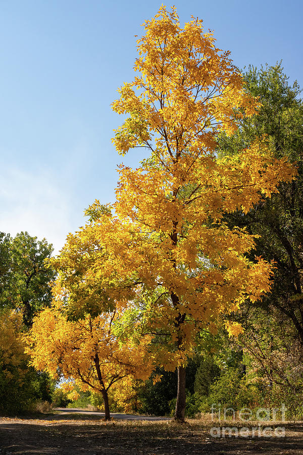 Autumn Photograph - Yellow Trees by Nicki Hoffman Autumn Photograph - Yellow Trees by Nicki Hoffman