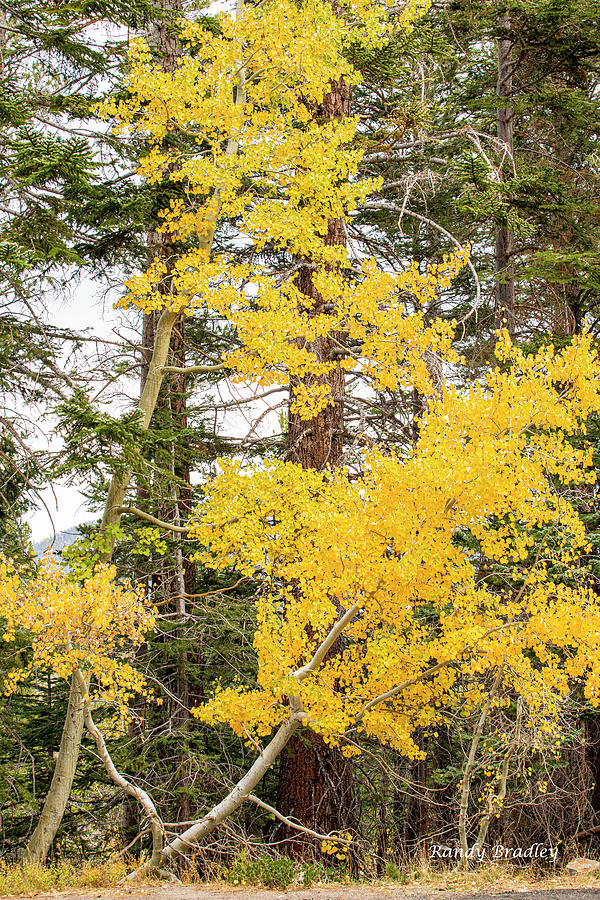 Yellow Trees Photograph by Randy Bradley