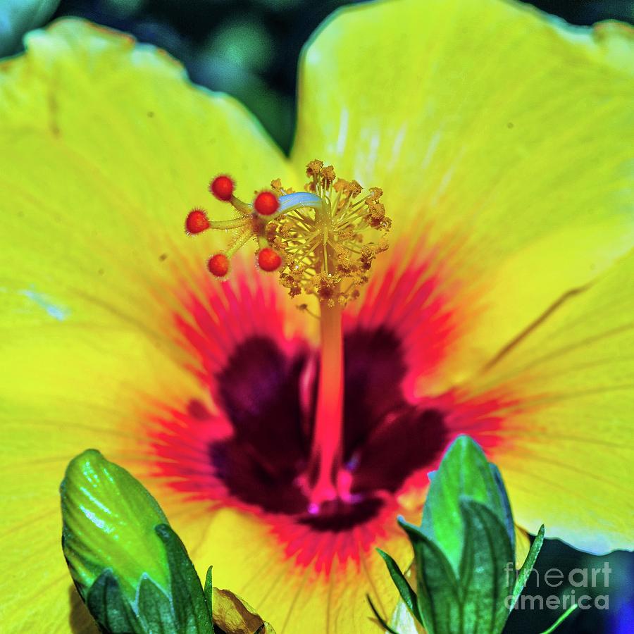Flowers Still Life Photograph - Yellow Tropic Hibiscus by D Davila