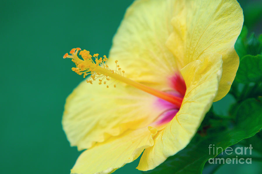 Yellow Tropical Hawaiian Hibiscus Photograph by Sharon Mau