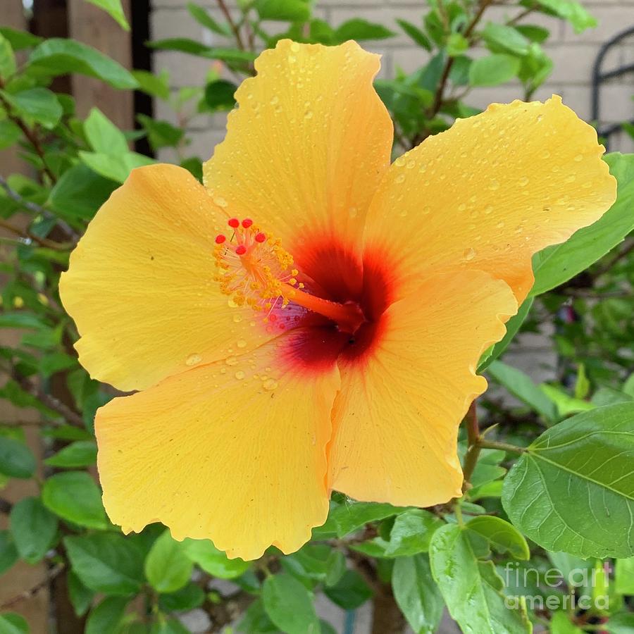 Yellow Tropical Hibiscus Photograph