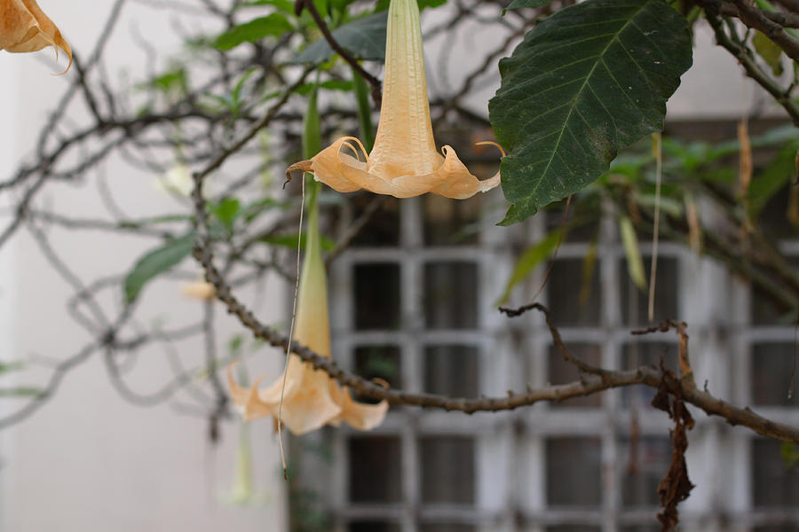 Yellow Trumpet Plant Photograph by Geraint Rowland Photography Yellow Trumpet Plant Photograph by Geraint Rowland Photography