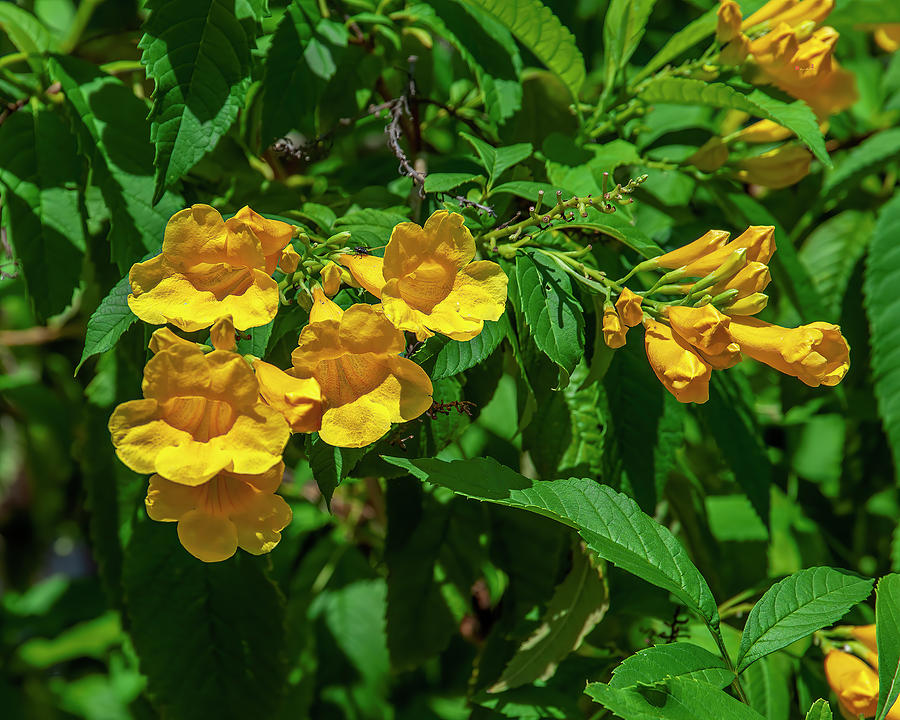 Yellow Trumpetbush or Yellow Elder DTHN0380 Photograph by Gerry Gantt