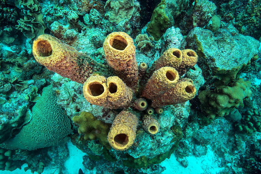 Yellow Tube Sponge Photograph by Gerard Soury