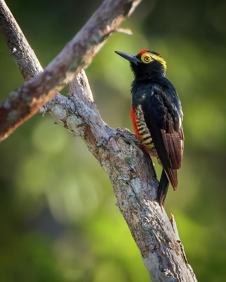 Yellow Tufted Woodpecker Danubio Morelia Caqueta Colombia Photograph by Adam Rainoff