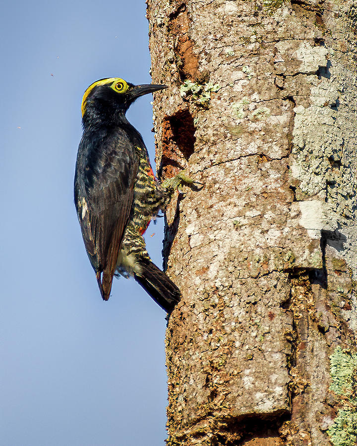 Yellow Tufted Woodpecker La Macarena Meta Colombia Photograph by Adam Rainoff