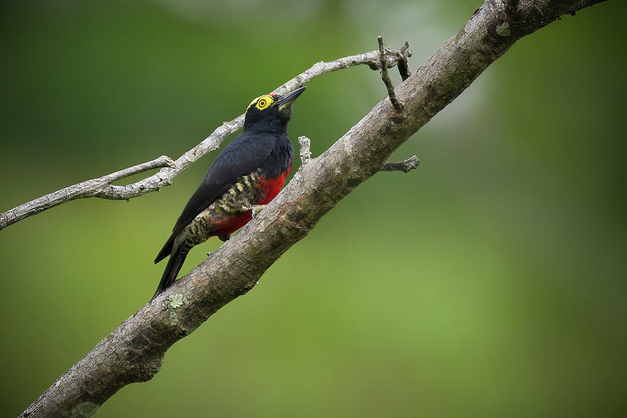 Yellow Tufted Woodpecker Resguardos de Paz Paujil Caqueta Colombia Photograph by Adam Rainoff