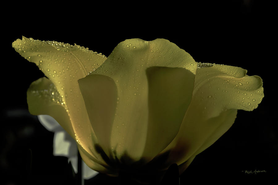 Yellow Tulip After Rain Photograph