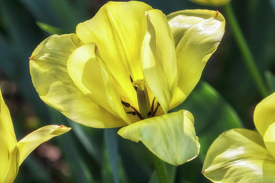 Yellow Tulip Photograph by Belinda Greb
