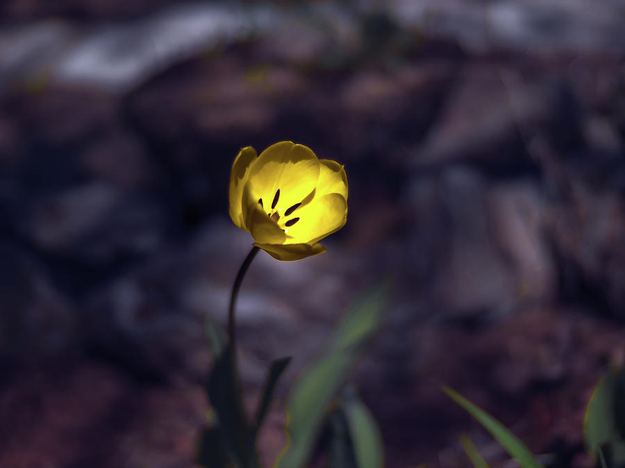 Yellow Tulip Photograph by Bob Orsillo