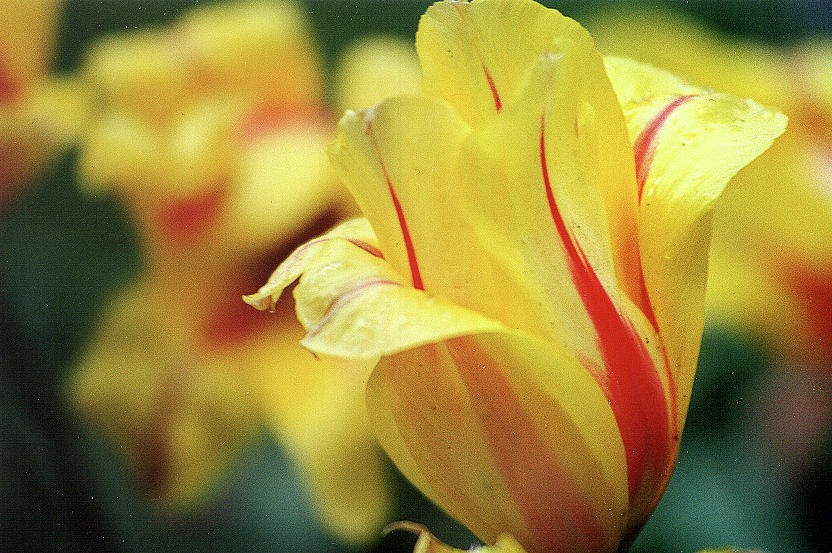 Yellow Tulip Photograph by Bonnie Colgan