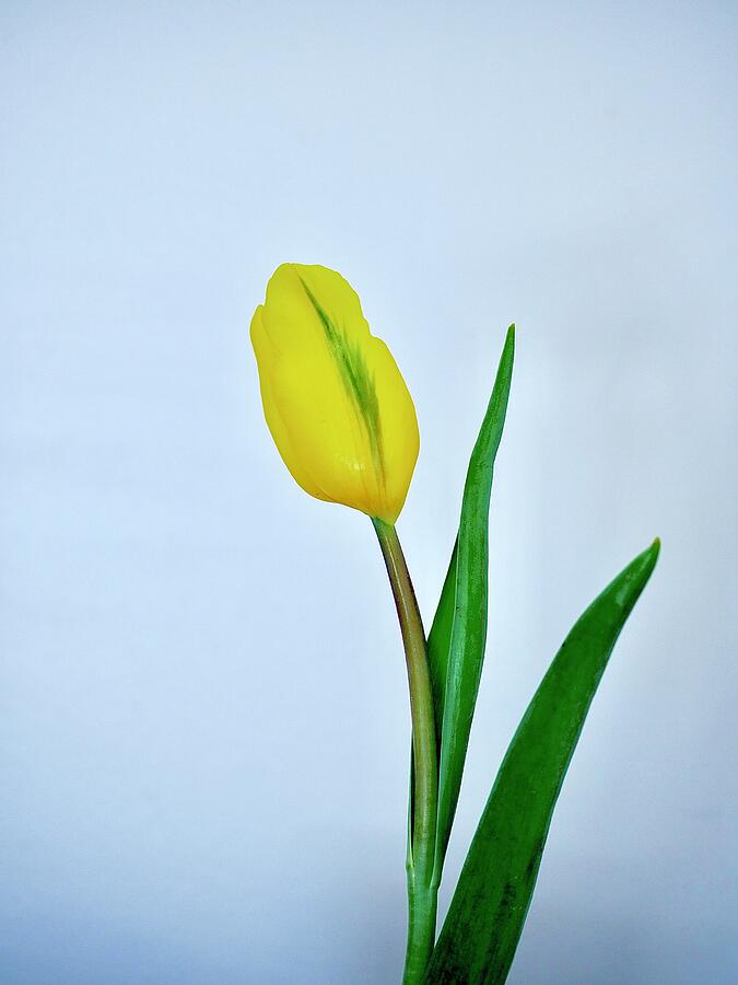 Yellow Tulip Bud Photograph by Alida M Haslett