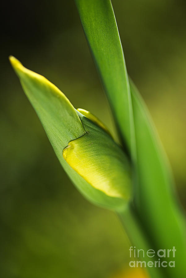 Yellow Tulip Bud  Photograph by Joy Watson
