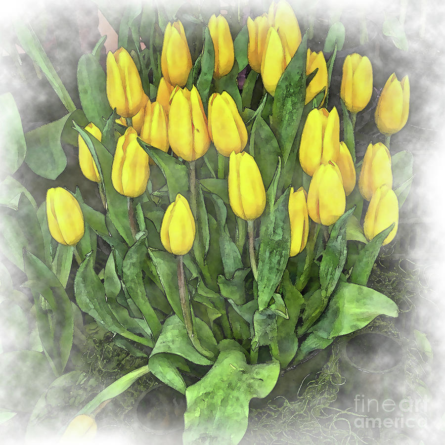 Flower Digital Art - Yellow Tulip Cluster by Kirt Tisdale