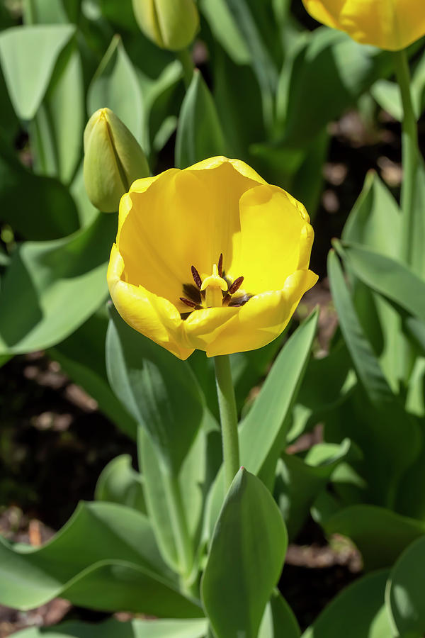 Yellow Tulip Photograph by Dawn Cavalieri