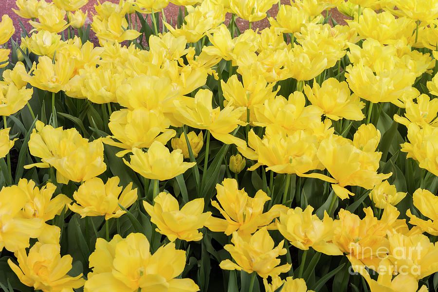 Yellow Tulip Display Photograph by Elaine Teague