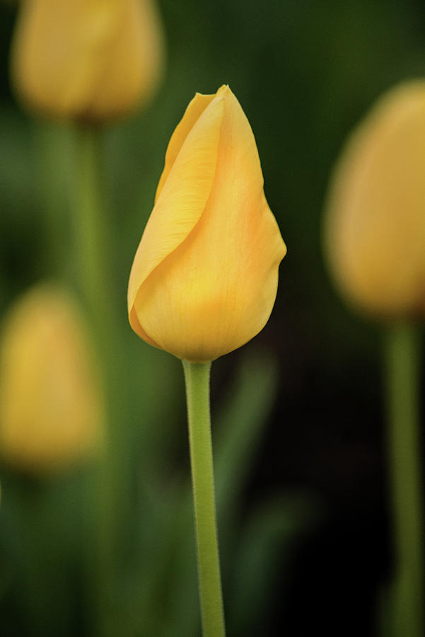 Yellow Tulip Photograph by Don Johnson