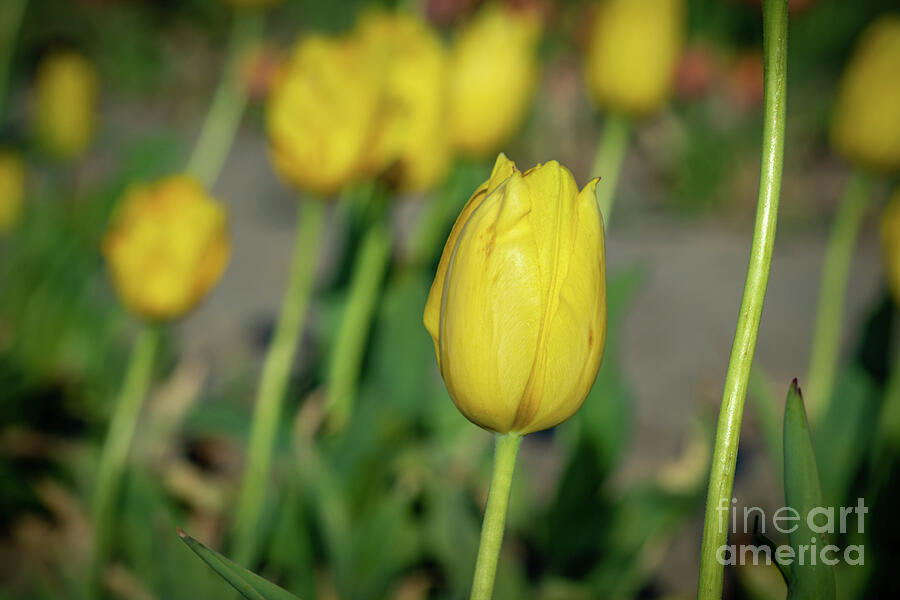Nature Photograph - Yellow Tulip by Erin OKeefe