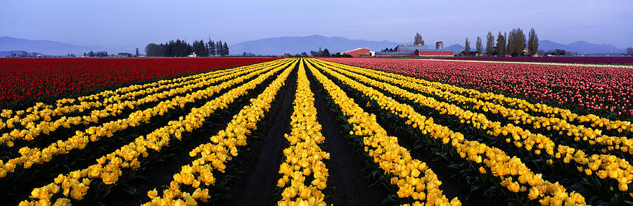 Yellow Tulip Fields & Farm Buildings In Washington Photograph by Harald Sund