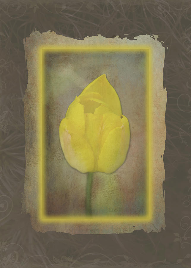 Yellow Tulip Frame Photograph by Patti Deters
